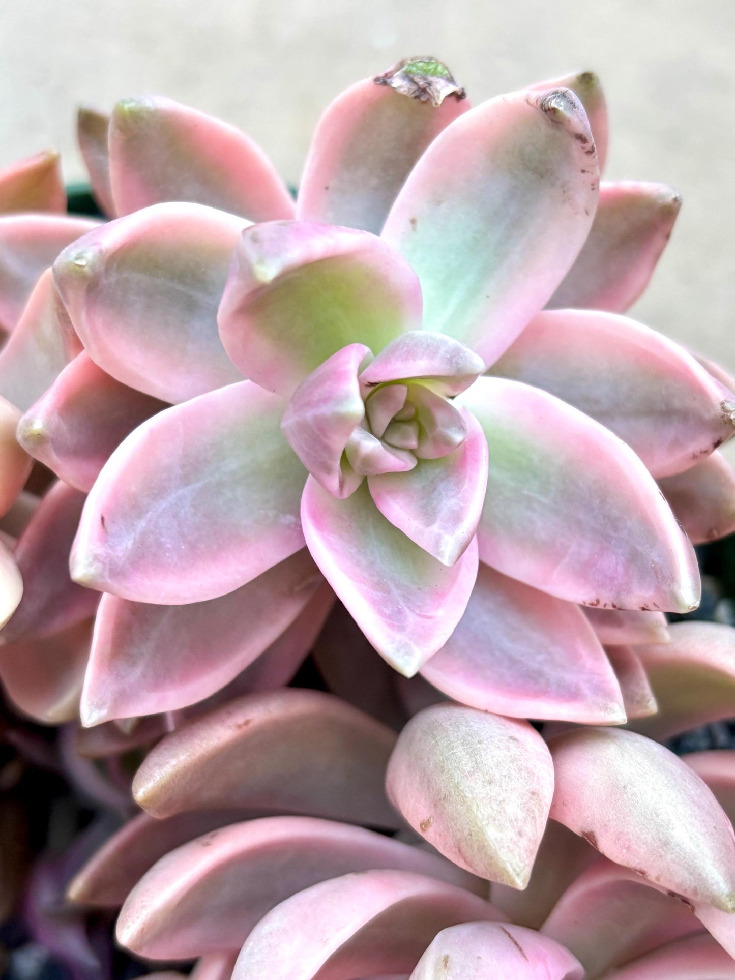 Sedum Pudding Variegated | Live Succulent Plant | Echeveria Cluster | Rare Imported Echeveria | Imported Plants | Variegated succulent