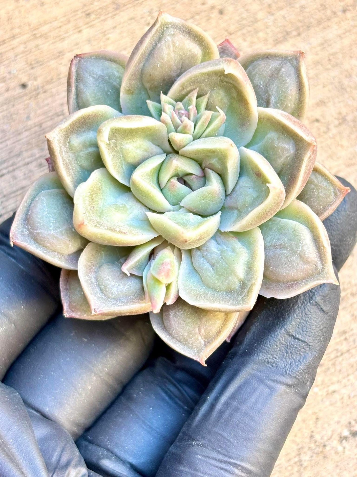 Echeveria Dongyun Tumor | Live Succulent Plant | Korean Succulent | Rare Imported Echeveria | Imported Plants