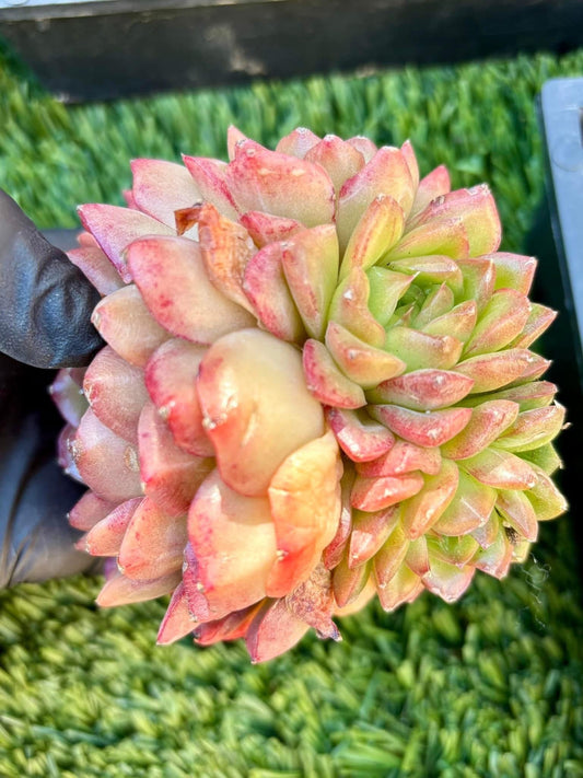 Echeveria QingCheng | Live Succulent Plant | Imported Plants | Imported Echeveria