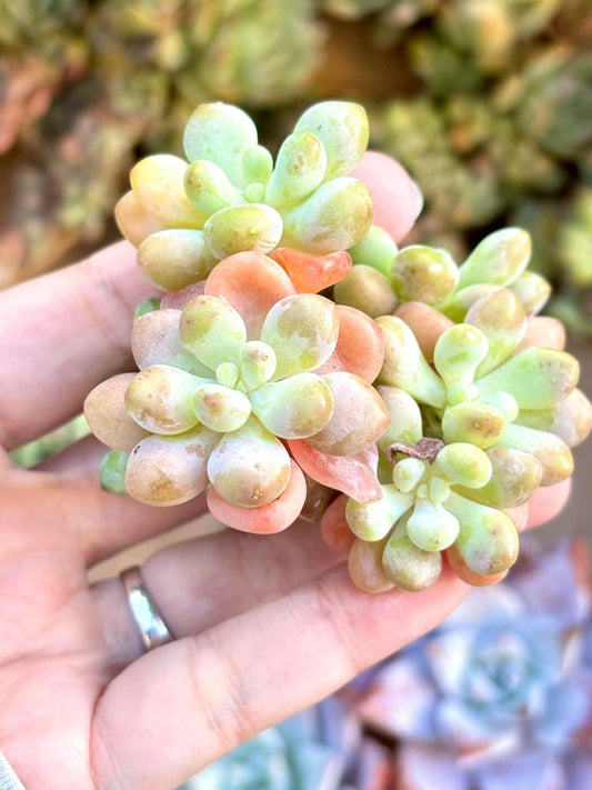 Echeveria Daphne | 4” pot | Live Succulent Plant | Korean Succulent | Variegated Pachyveria | Imported Plants