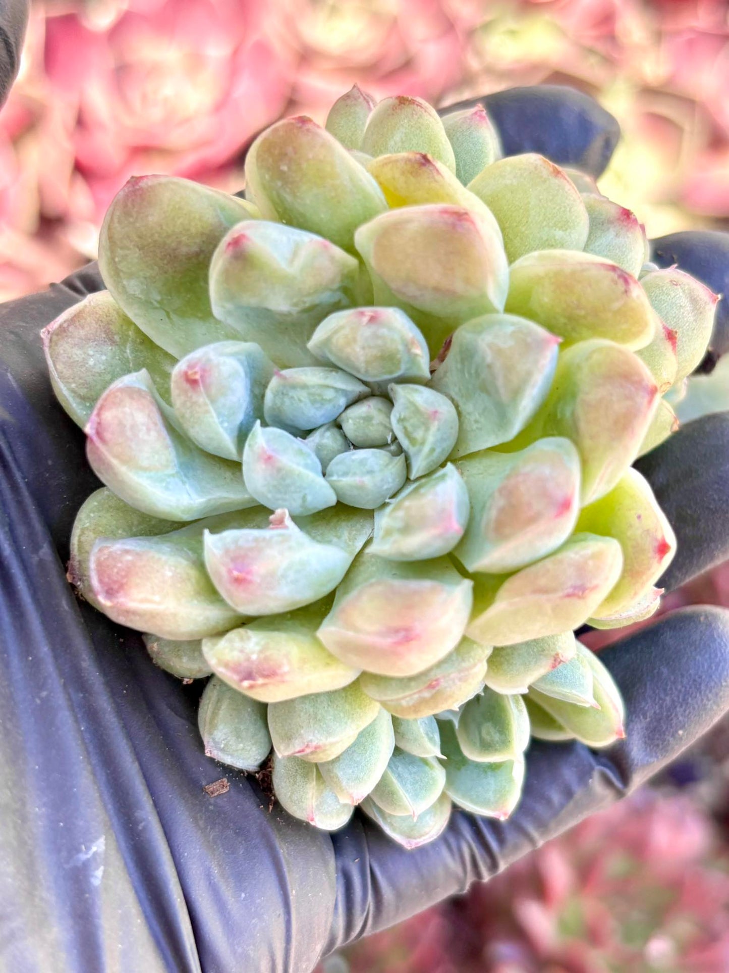 Echeveria Albidrop size ~3” | Live Succulent Plant | Korean Succulent | Rare Imported Echeveria | Imported Plants
