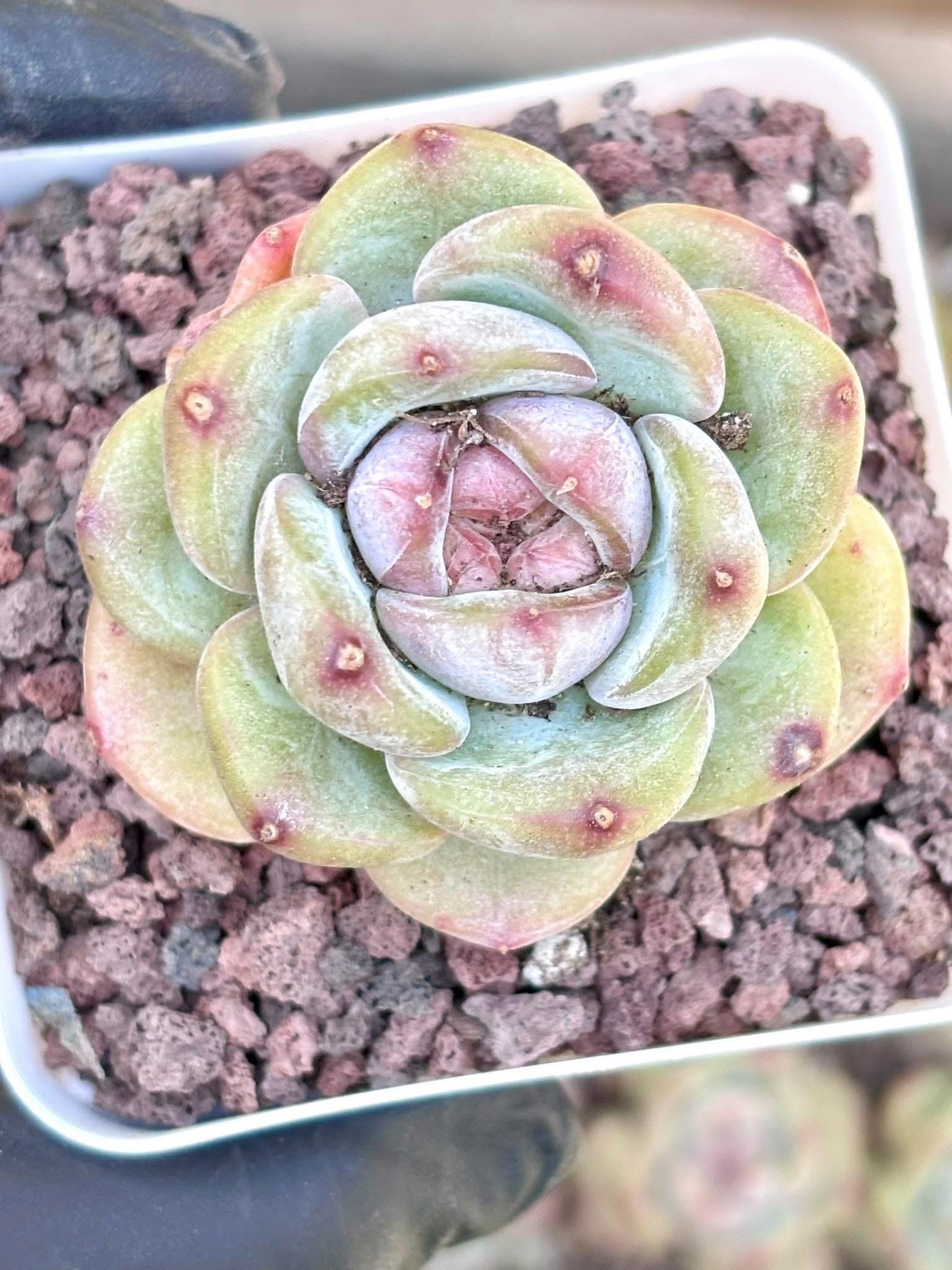 Echeveria Capuccino | Live Succulent Plant | Korean Succulent | Rare Imported Echeveria | Imported Plants
