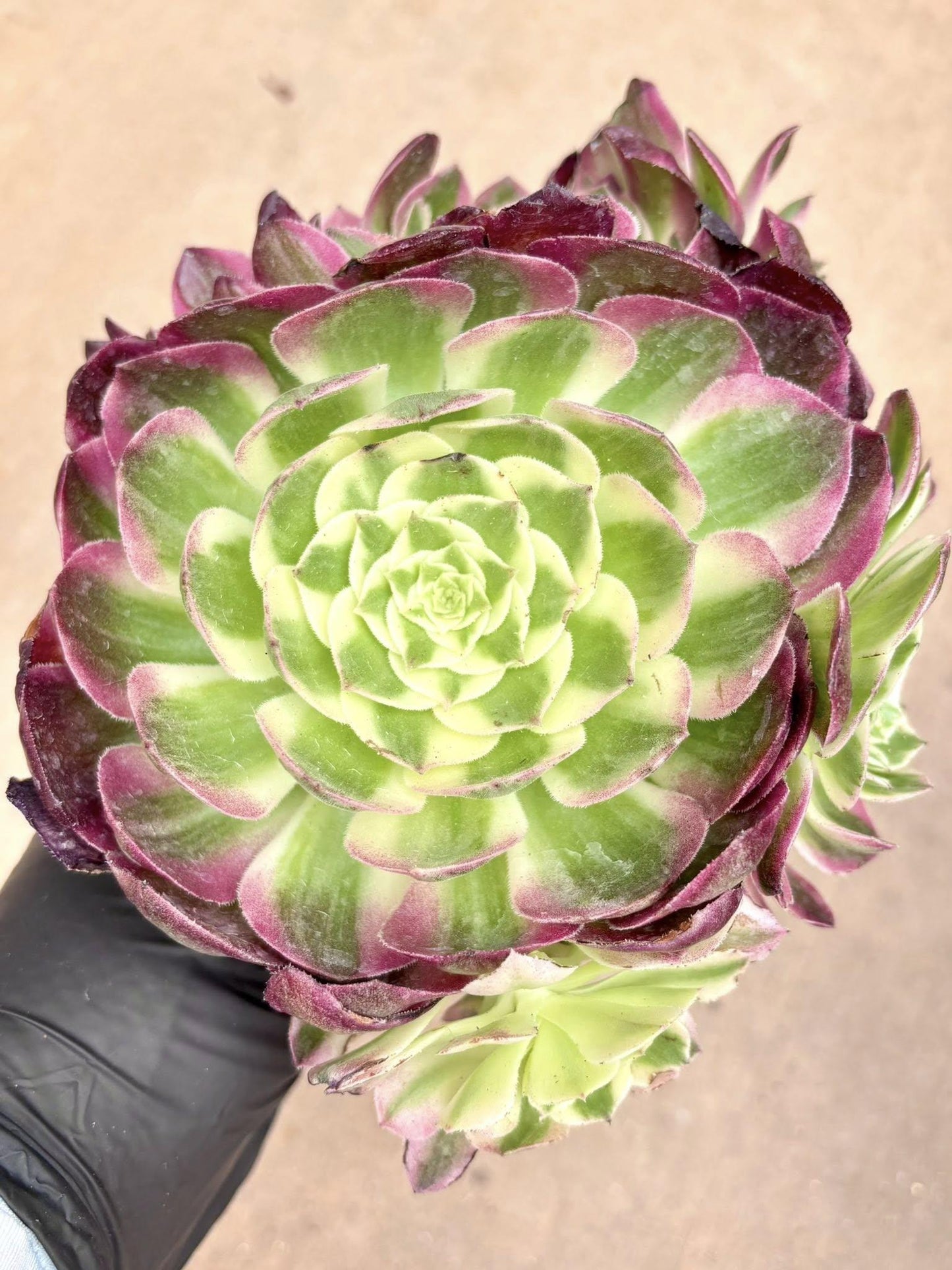 Aeonium Aquaman | Live Succulent Plant | Rare Imported Aeonium | Imported Plants