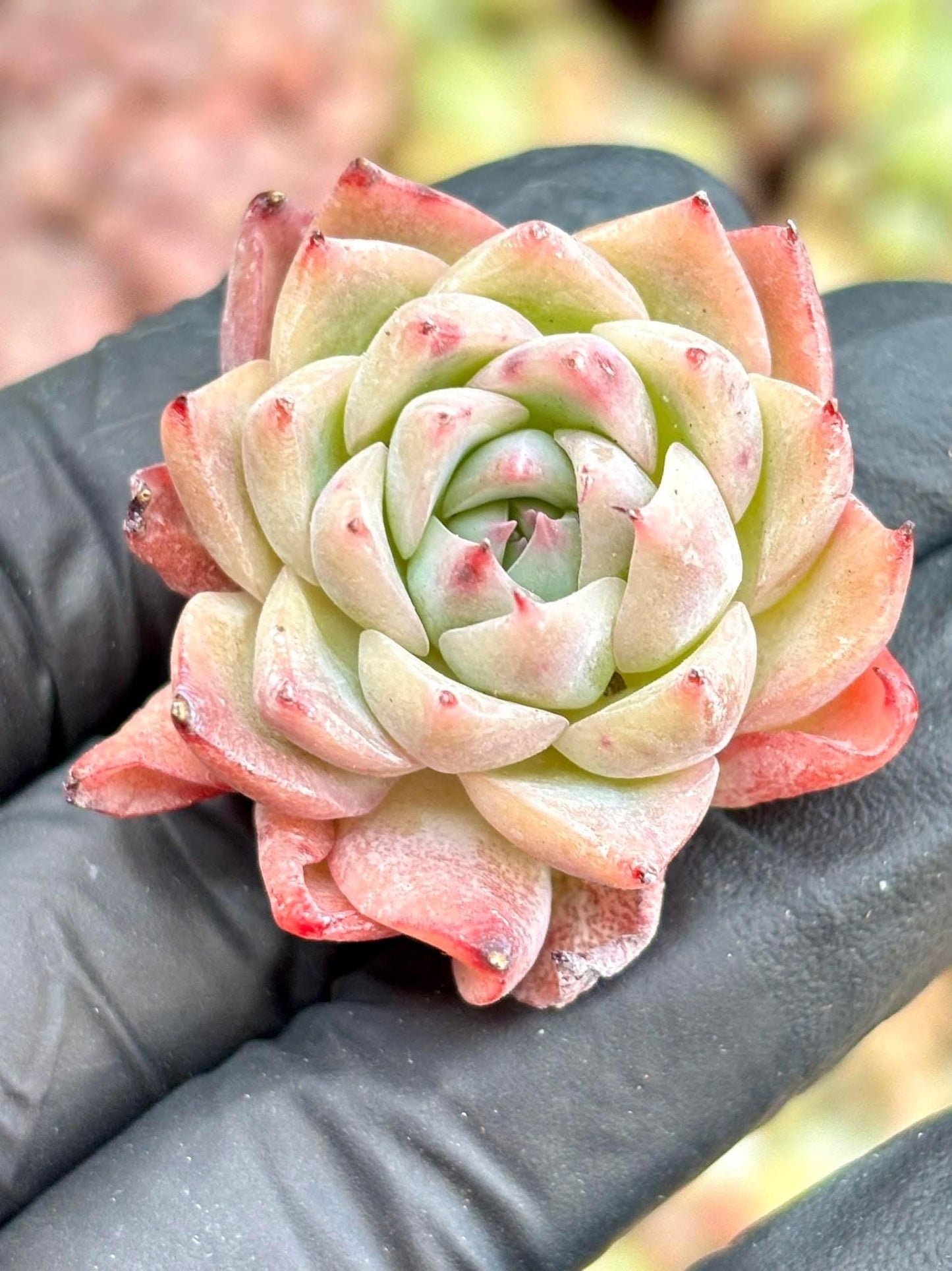 Echeveria Pink Quartz | Live Succulent Plant | Imported Plants | Imported Echeveria