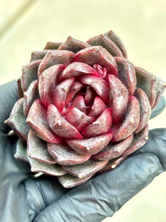 Echeveria Twilight Star | Live Succulent Plant | Imported Plants | Imported Echeveria