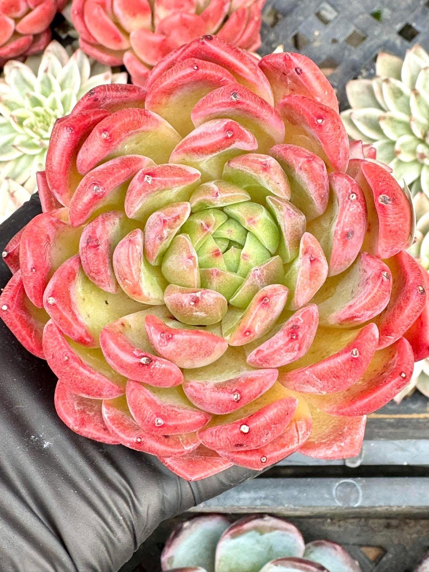 Echeveria Red Phoenix | Live Succulent Plant | Korean Succulent | Variegated Pachyveria | Imported Plants