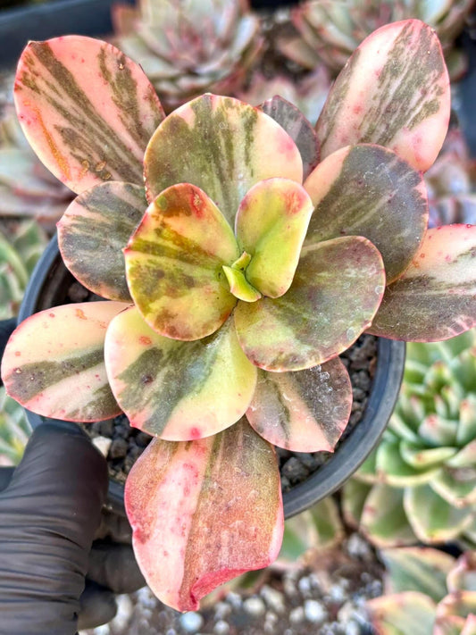 Echeveria Primadonna Variegated | Live Succulent Plant | Korean Succulent | Rare Imported Echeveria | Imported Plants