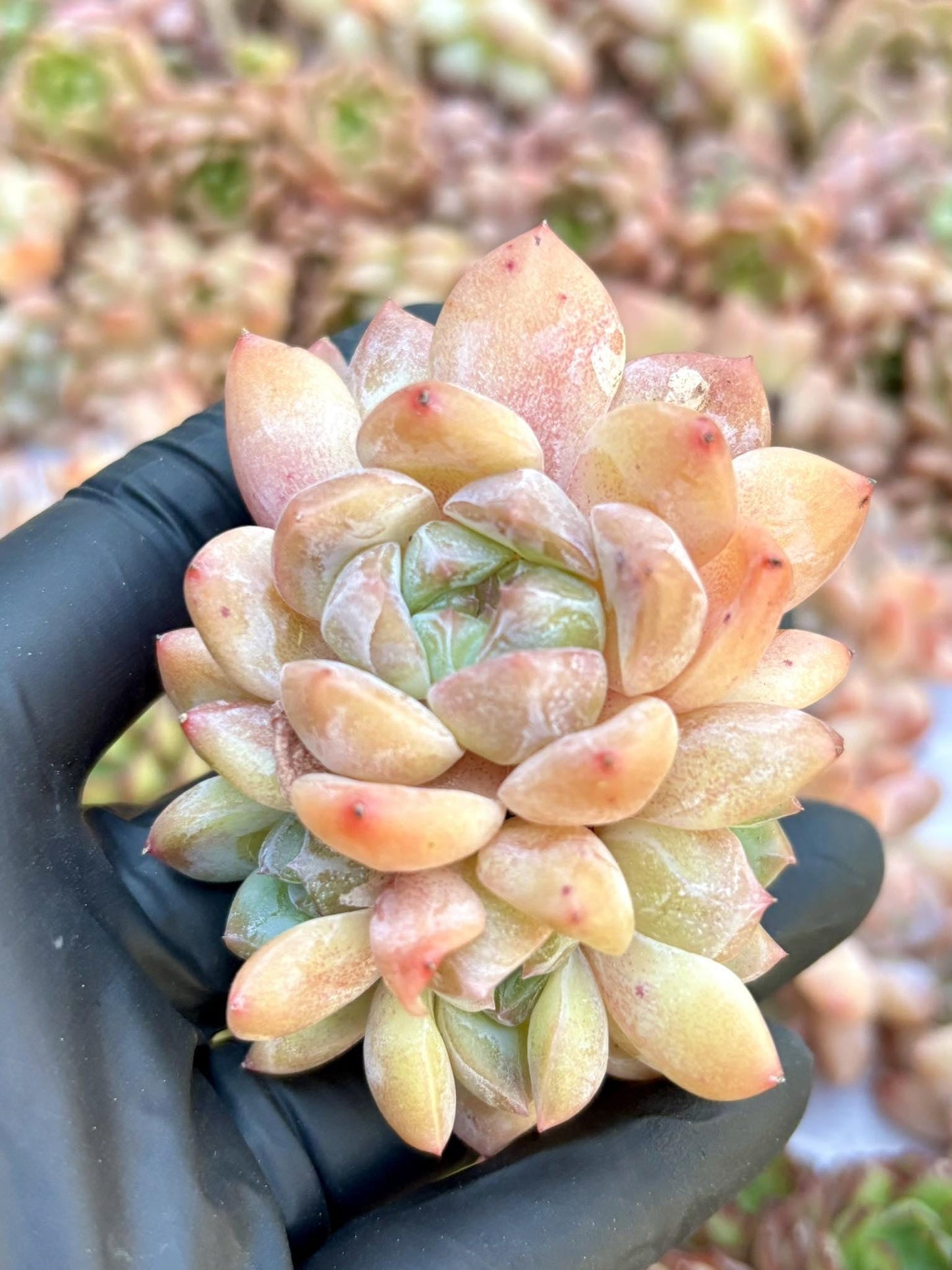 Echeveria Crystal Candy | Live Succulent Plant | Echeveria Cluster | Rare Imported Echeveria | Imported Plants