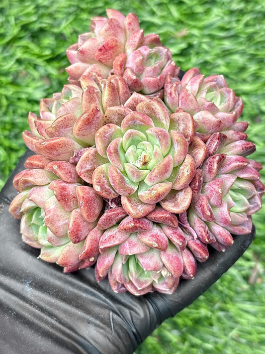 Echeveria Jade Pavillion | Live Succulent Plant | Korean Succulent | Rare Imported Echeveria | Imported Plants