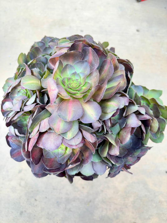 Aeonium Matcha Rainbow variegated | 11” width | Live Succulent Plant | Korean Succulent | Variegated aeonium | Imported Plants |