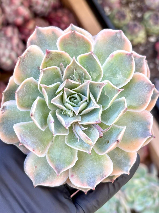 Echeveria Blue Velvet Variegated l Variegated | Live Succulent Plant | Korean Succulent | Rare Imported Echeveria | Imported Plants