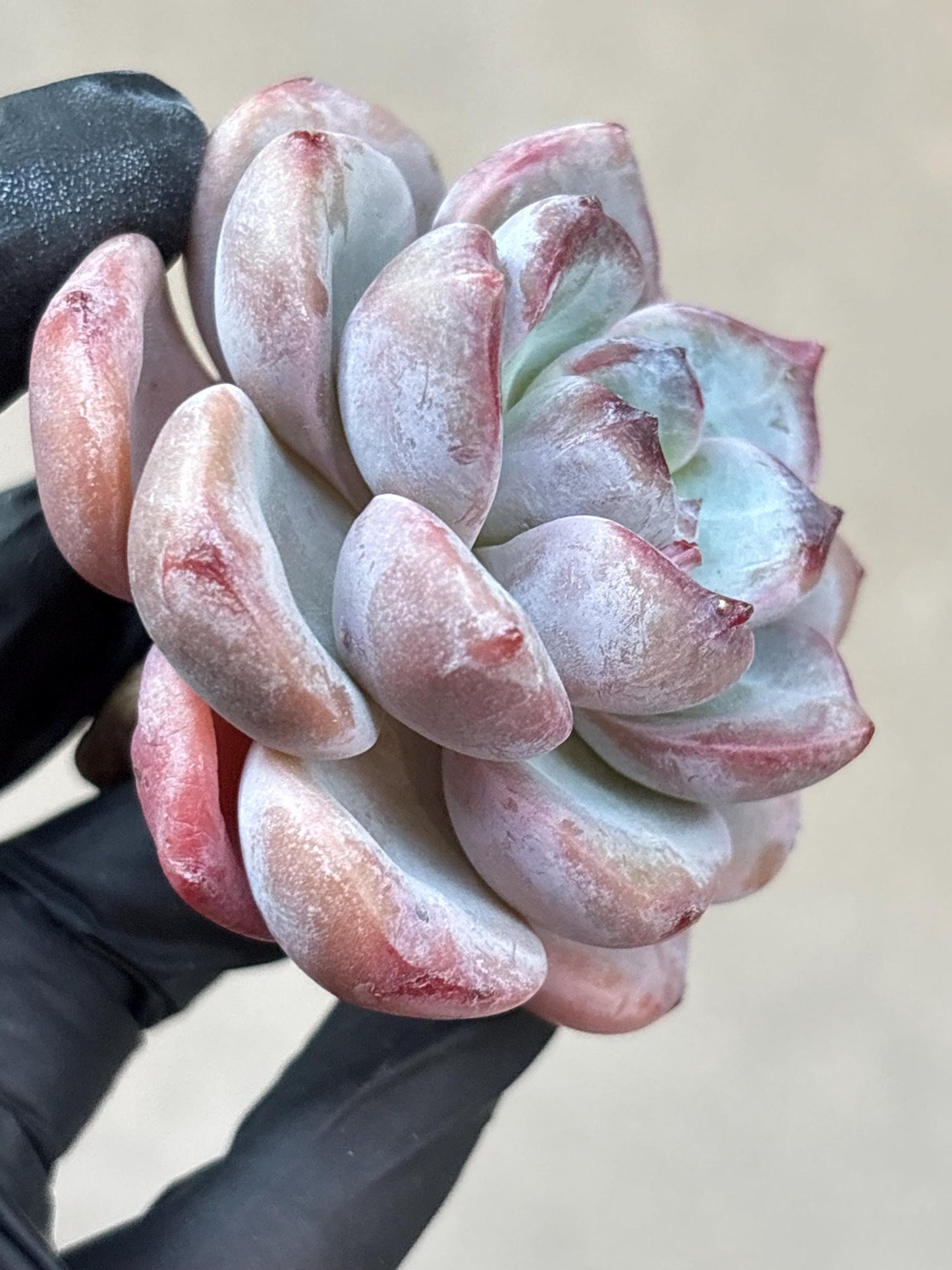Echeveria Bentley Rose | Live Succulent Plant | Korean Succulent | Rare Imported Echeveria | Imported Plants