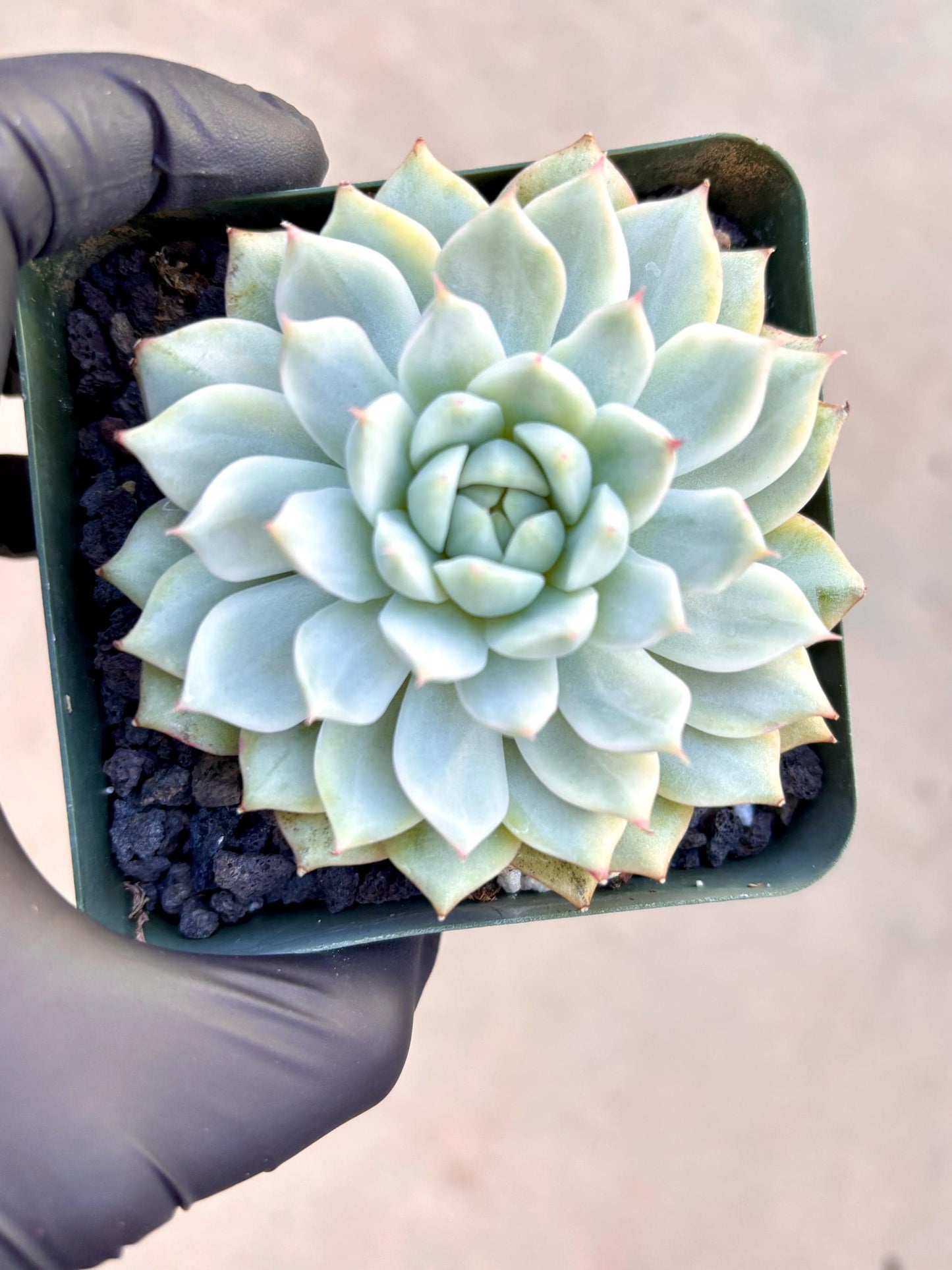 Echeveria Tippy Variegated | Live Succulent Plant | Korean Succulent | Rare Imported Echeveria | Imported Plantsr