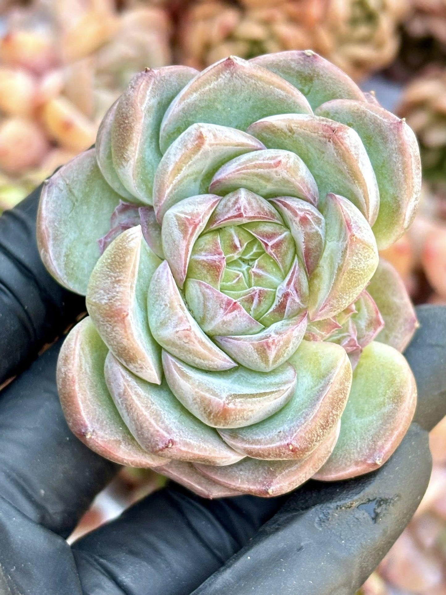 Echeveria Carslan | Live Succulent Plant | Echeveria Cluster | Rare Imported Echeveria | Imported Plants