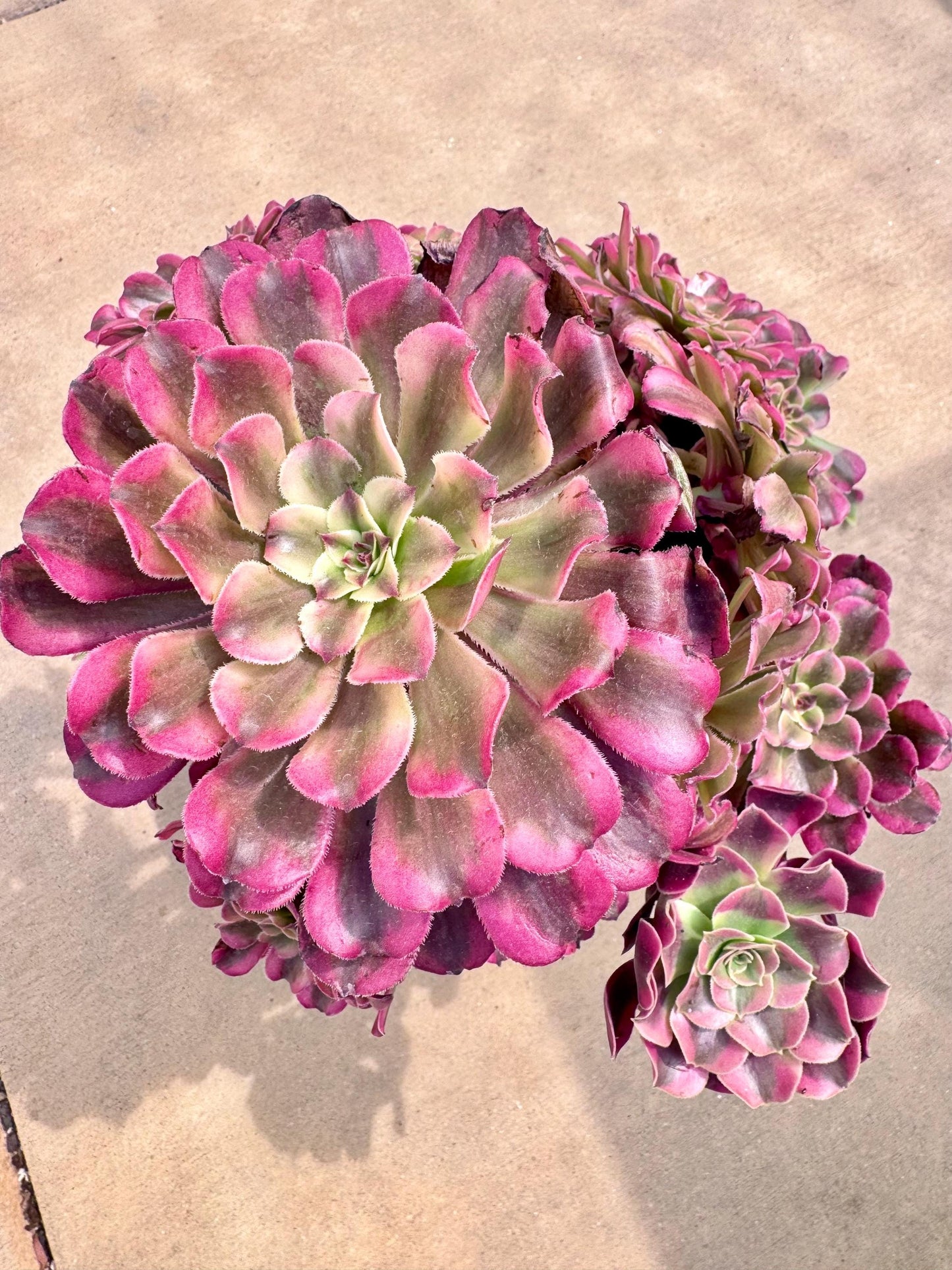 Aeonium Flush Variegated | Live Succulent Plant | Rare Imported Aeonium | Imported Plants