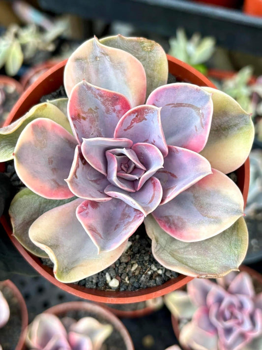 Echeveria Rainbow Variegated | Live Succulent Plant | Korean Succulent | Variegated Echeveria | Imported Plants