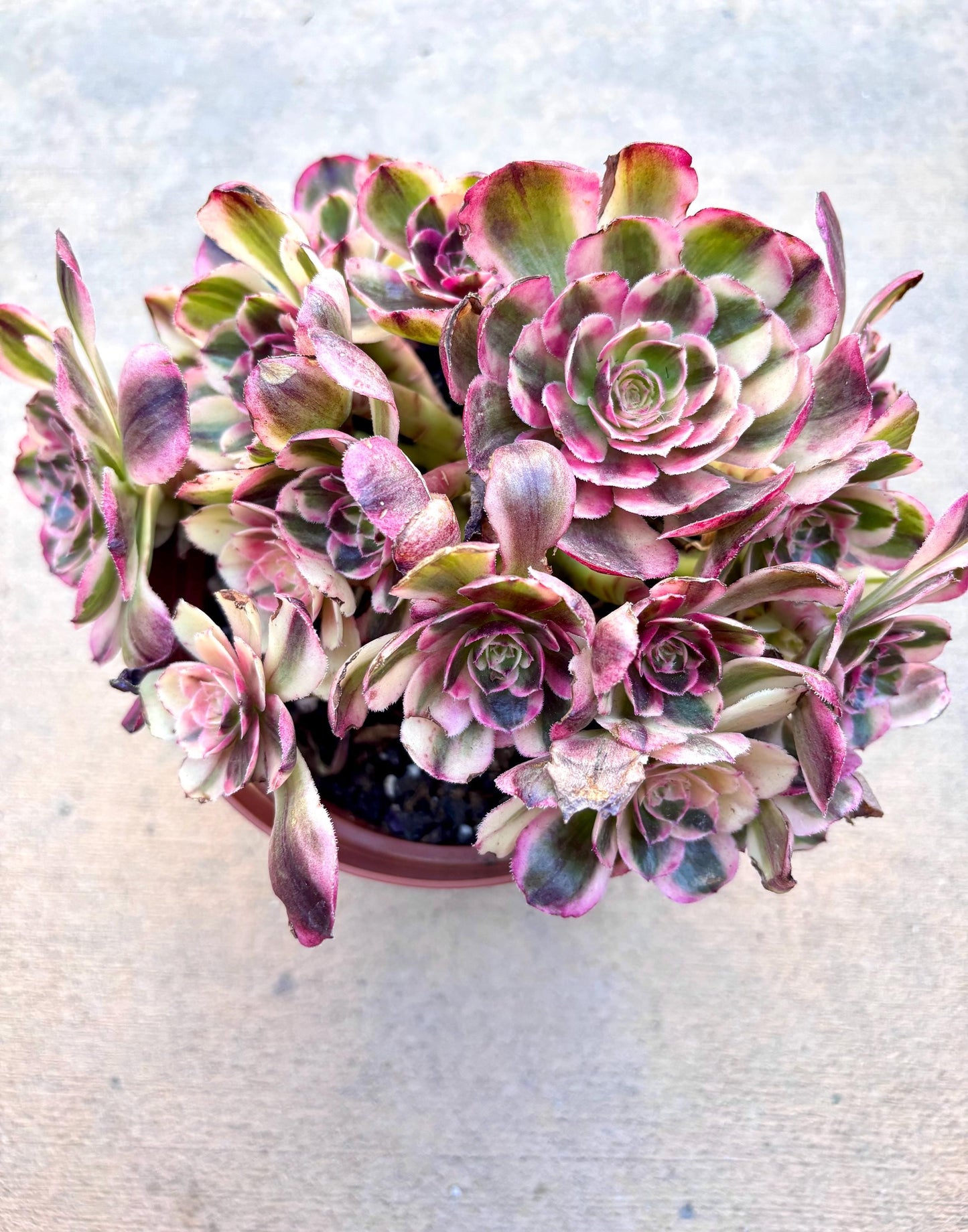 Aeonium Pink Beauty Variegated | Live Succulent Plant | Korean Succulent | Rare Imported Aeonium | Imported Plants