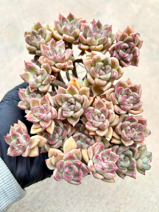 Echeveria Brilliant | Live Succulent Plant | Korean Succulent | Rare Imported Echeveria | Imported Plants