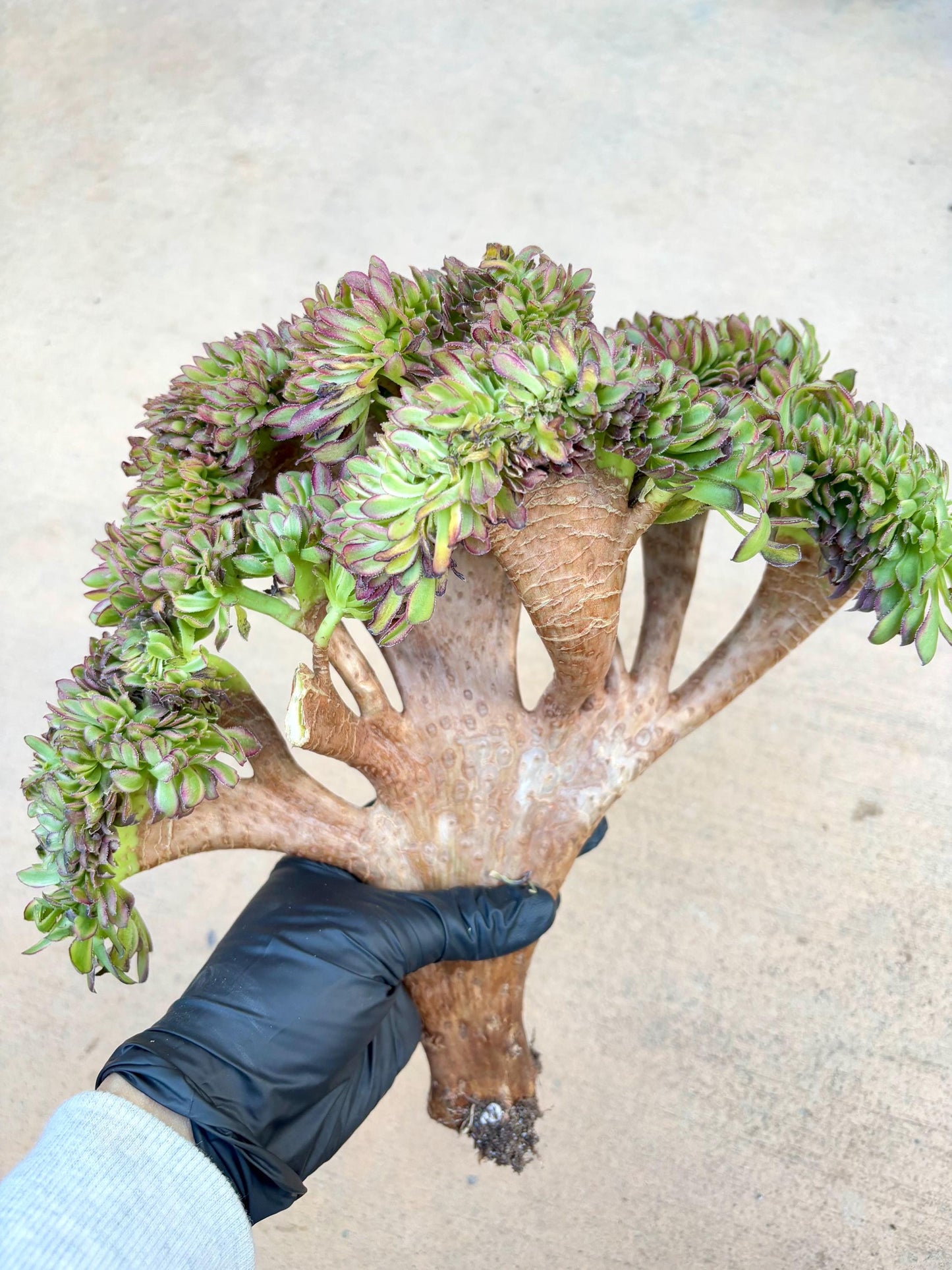 Aeonium Ink Bloom Variegated Crested | 13” width | Live Succulent Plant | Korean Succulent | Variegated aeonium | Imported Plants |
