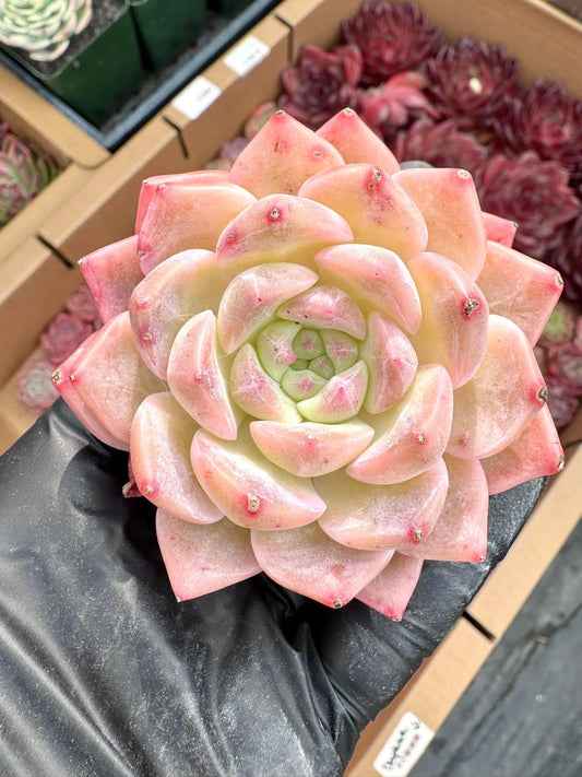 Echeveria Egyptian Pharaoh | Rare Imported Succulent | Collector’s Succulent