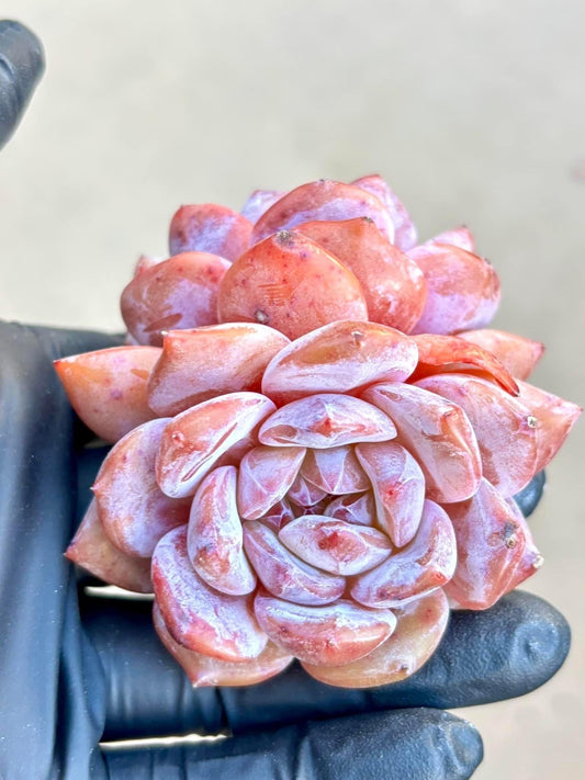 Echeveria Snow Angel | Live Succulent Plant | Korean Succulent | Rare Imported Echeveria | Imported Plants
