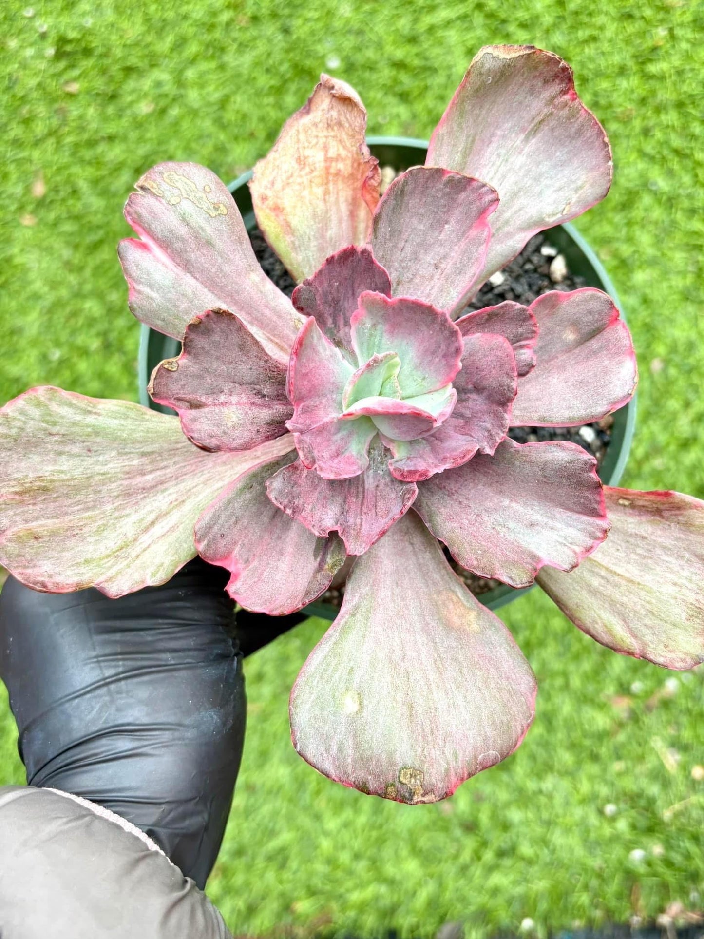 Echeveria Frill Variegated | Live Succulent Plant | Korean Succulent | Rare Imported Echeveria | Imported Plants