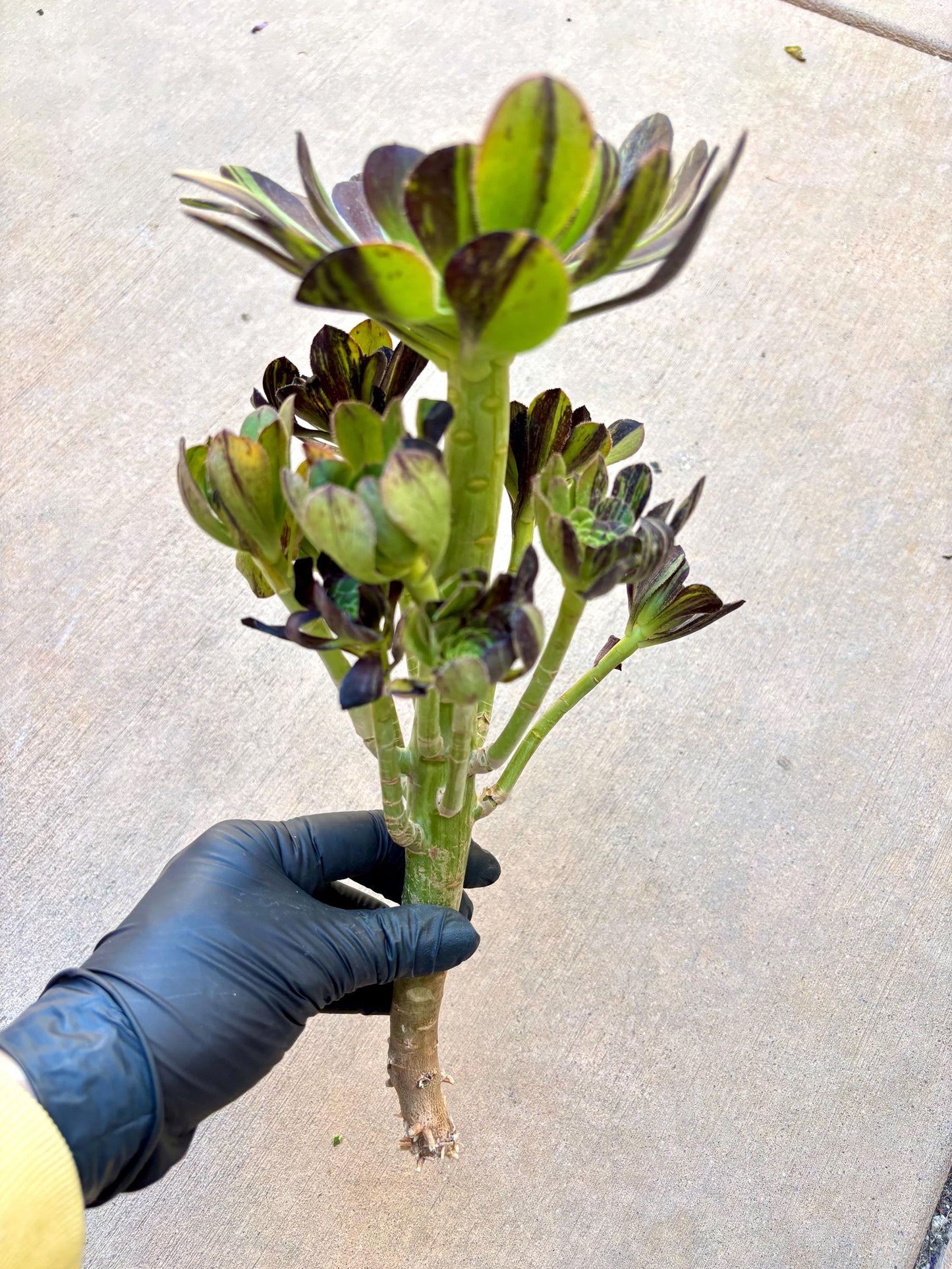 Aeonium Big Bang Variegated | Live Succulent Plant | Rare Imported Aeonium | Imported Plants