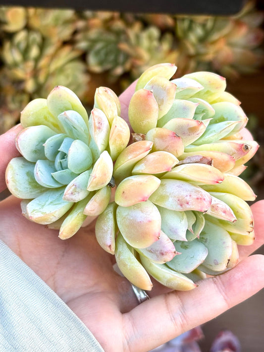 Echeveria Ghostbuster | 4” pot | Live Succulent Plant | Korean Succulent | Variegated Pachyveria | Imported Plants