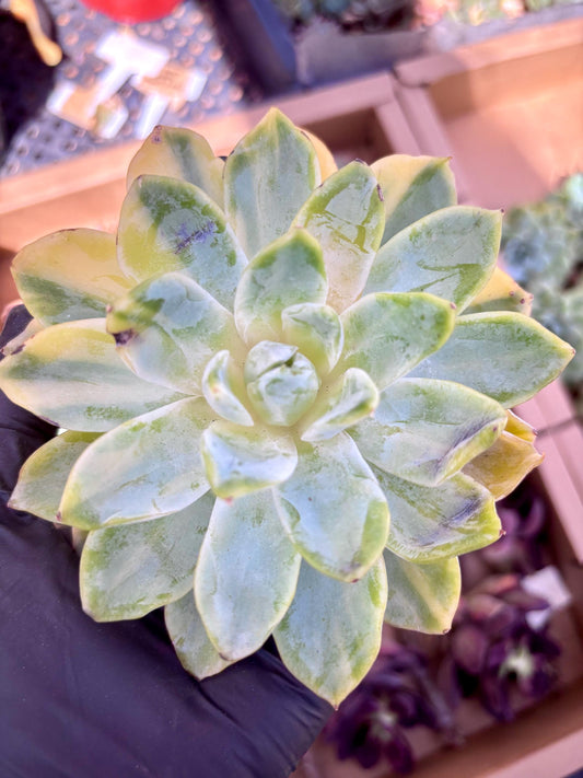 Echeveria Falling Cherry Variegated | Live Succulent Plant | Imported Plants | Imported Echeveria