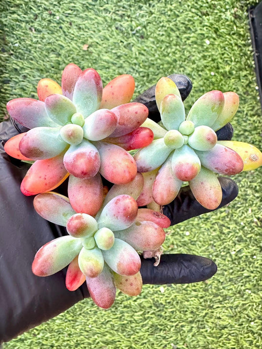 Pachyphytum Big Star | Live Succulent Plant | Korean Succulent | Rare Imported Echeveria | Imported Plants