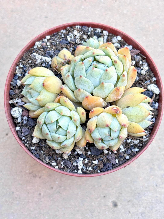 Echeveria Hwaga | 4” pot | Live Succulent Plant | Korean Succulent | Variegated Pachyveria | Imported Plants | Echeveria Clusters