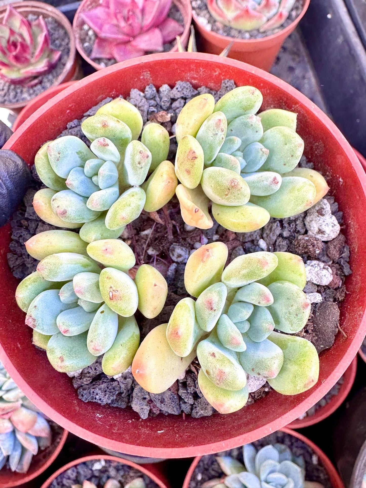 Echeveria Cedar Majesty | Live Succulent Plant | Korean Succulent | Variegated Echeveria | Imported Plants | Echeveria Clusters