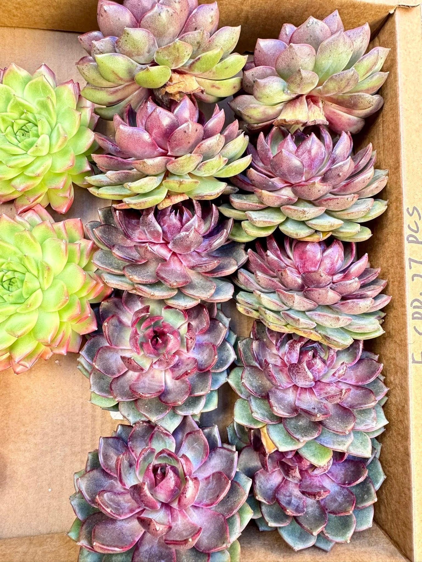 Echeveria Purple Berry | Live Succulent Plant | Korean Succulent | Variegated Pachyveria | Imported Plants