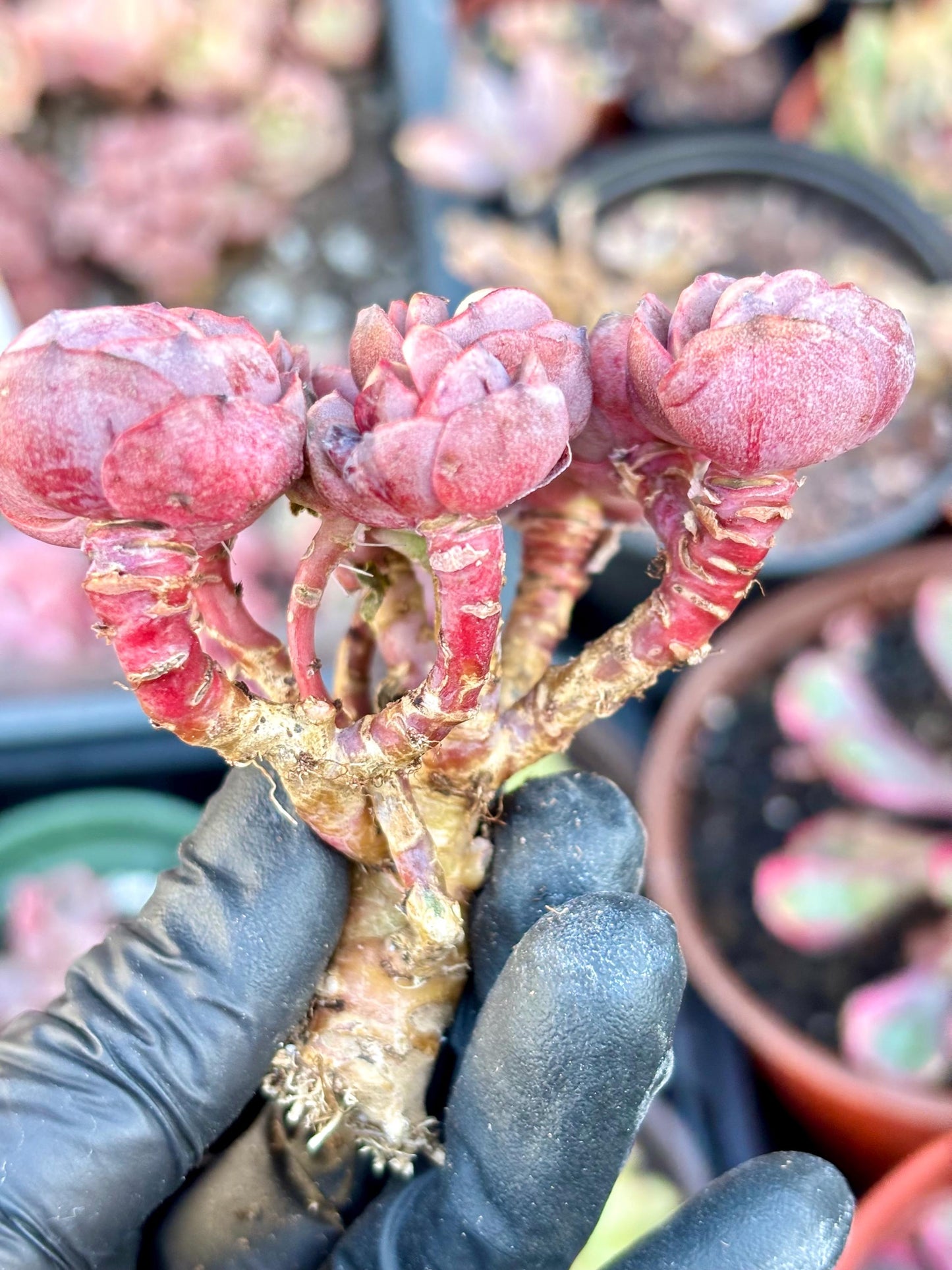 Echeveria Suyon | Live Succulent Plant | Korean Succulent | Variegated Echeveria | Imported Plants