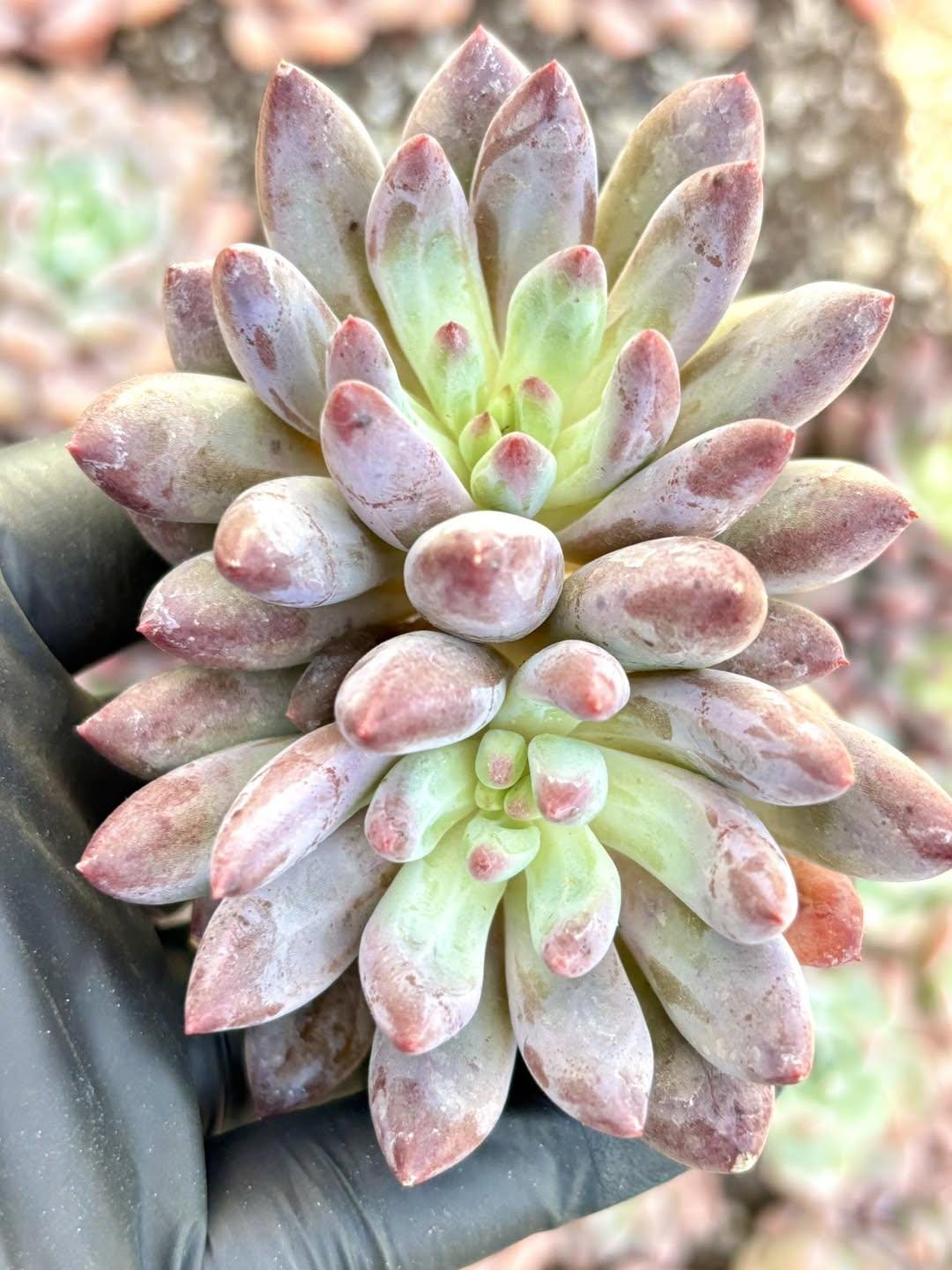 Echeveria Goldfish Hime | Live Succulent Plant | Korean Succulent | Rare Imported Echeveria | Imported Plants