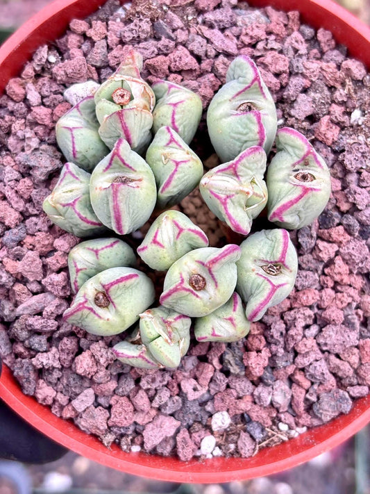 Echeveria Conophytum Luiseae Live Succulent Plant | Korean Succulent | Rare Imported Echeveria | Imported Plants