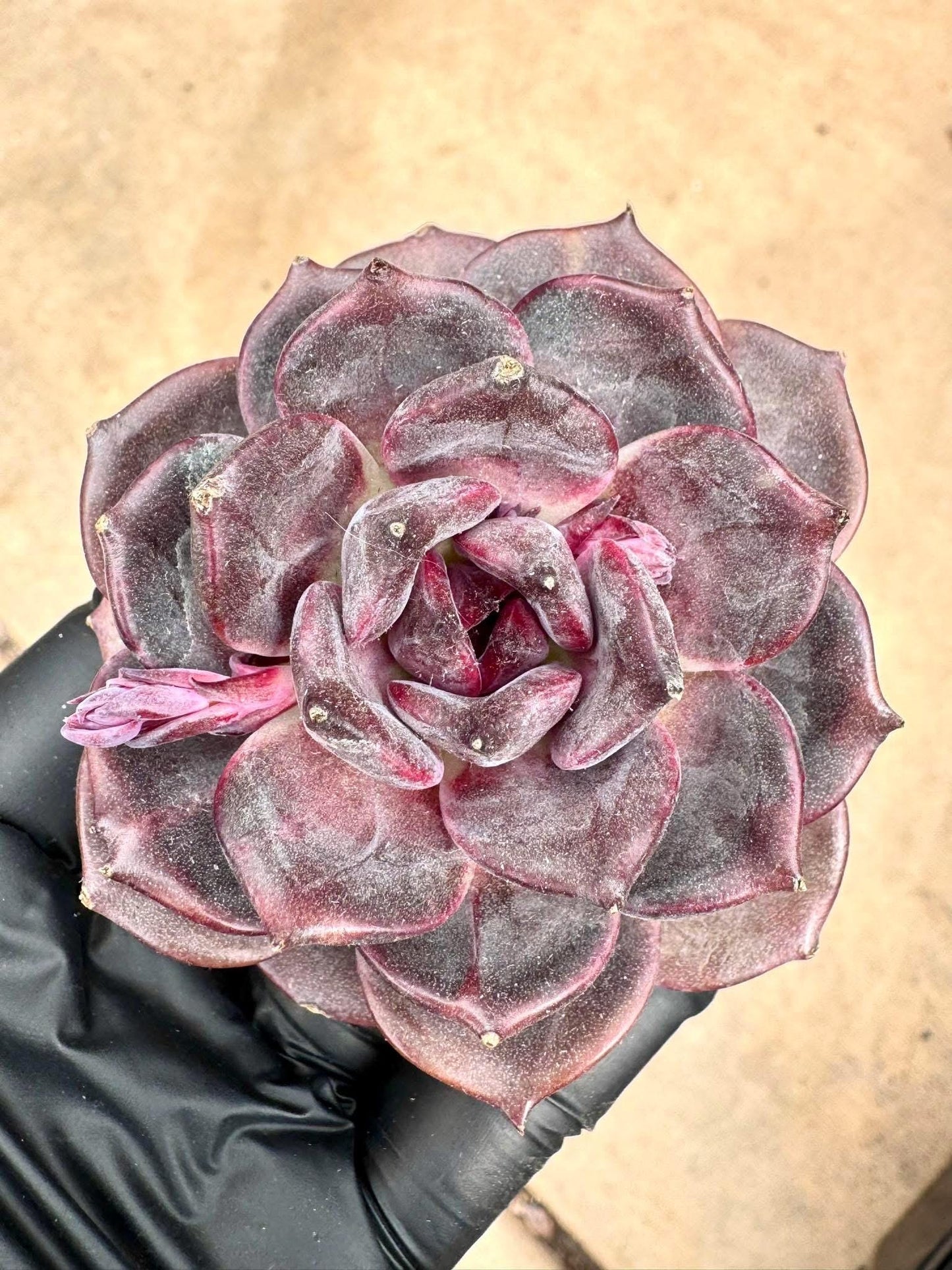 Echeveria Black Mamba | Rare Imported Succulent | Collector Succulent
