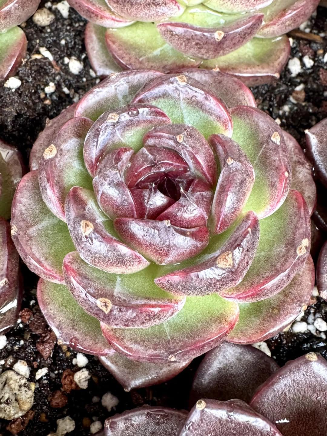 Echeveria Black Orange | Rare Imported Succulent | Collector’s Succulent