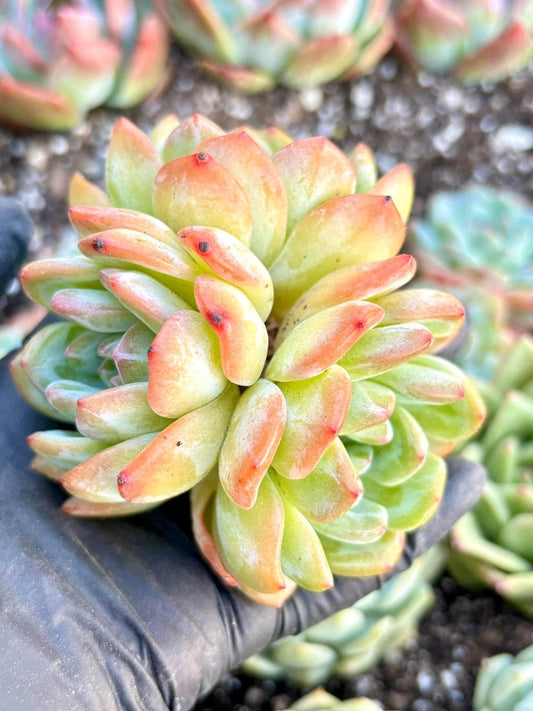 Echeveria Celebrity | Live Succulent Plant | Korean Succulent | Rare Imported Echeveria | Imported Plants