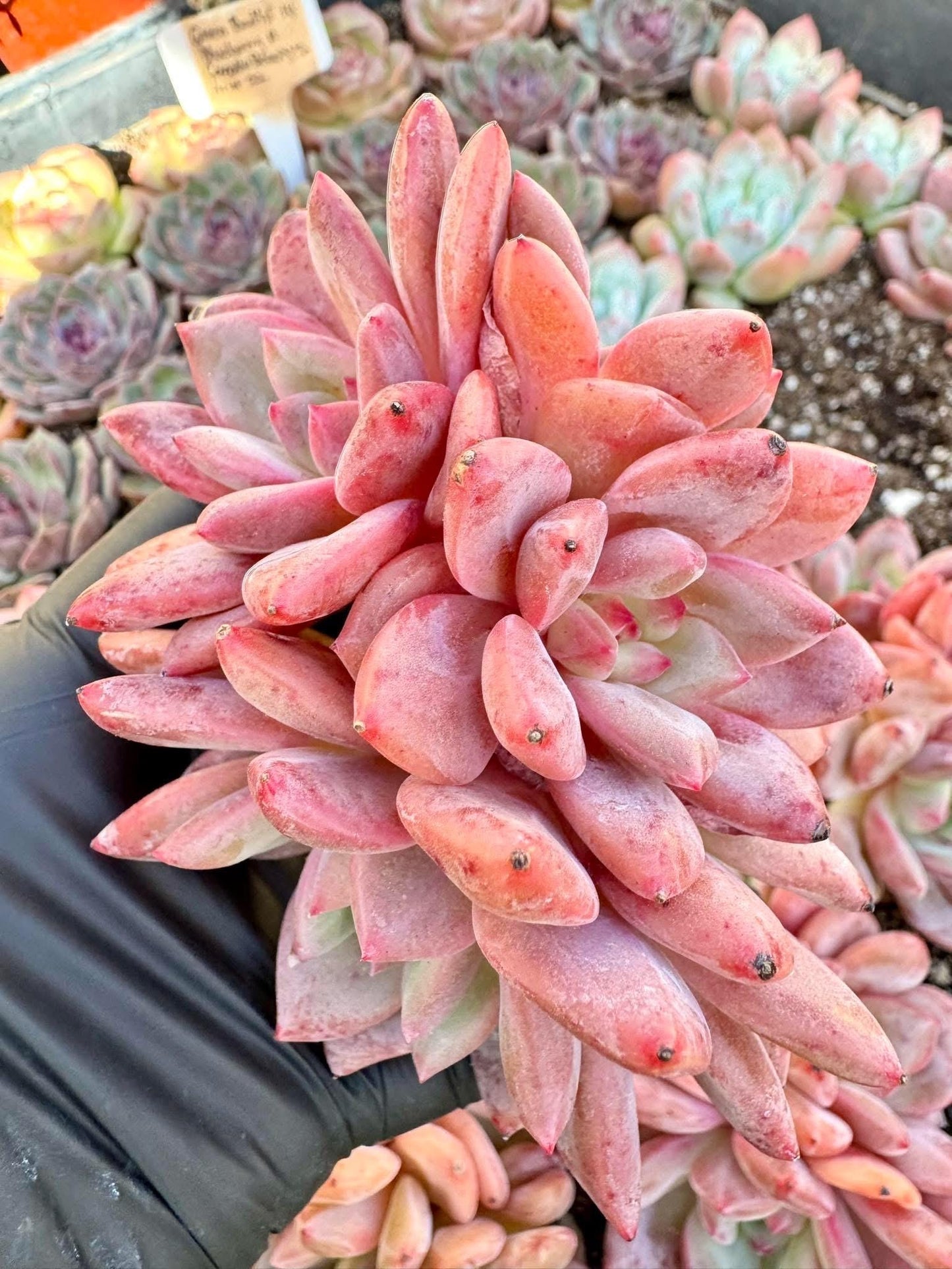 Echeveria Ariel Cluster | Live Succulent Plant | Korean Succulent | Variegated Echeveria | Imported Plants