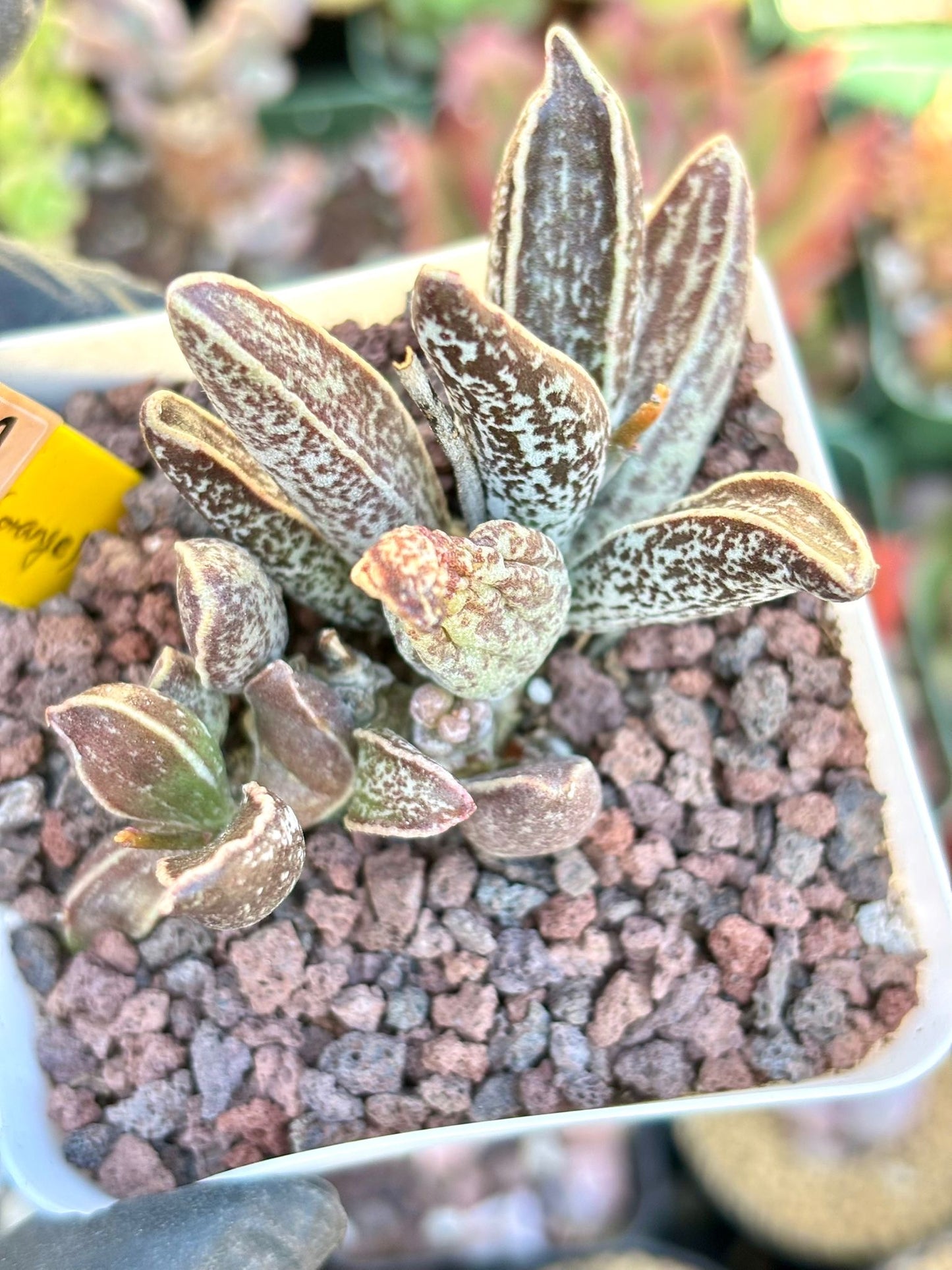 Echeveria Muscle Leaf Live Succulent Plant | Korean Succulent | Rare Imported Echeveria | Imported Plants