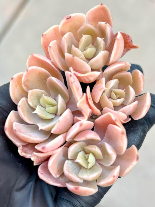 Echeveria Pink Pepe | Live Succulent Plant | Korean Succulent | Rare Imported Echeveria | Imported Plants