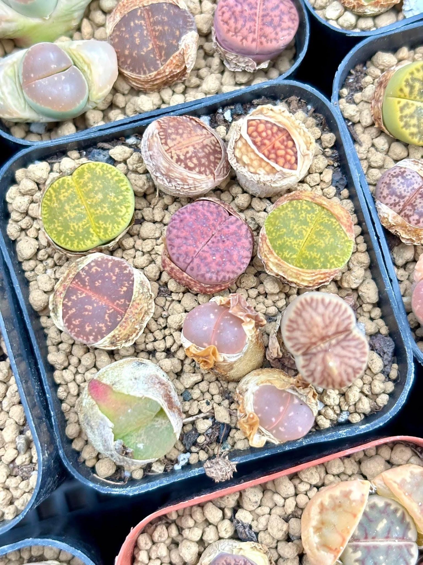 Lithops Mix Pot | Live Succulent Plant | Korean Succulent | Rare Imported Succulent | Imported Plants