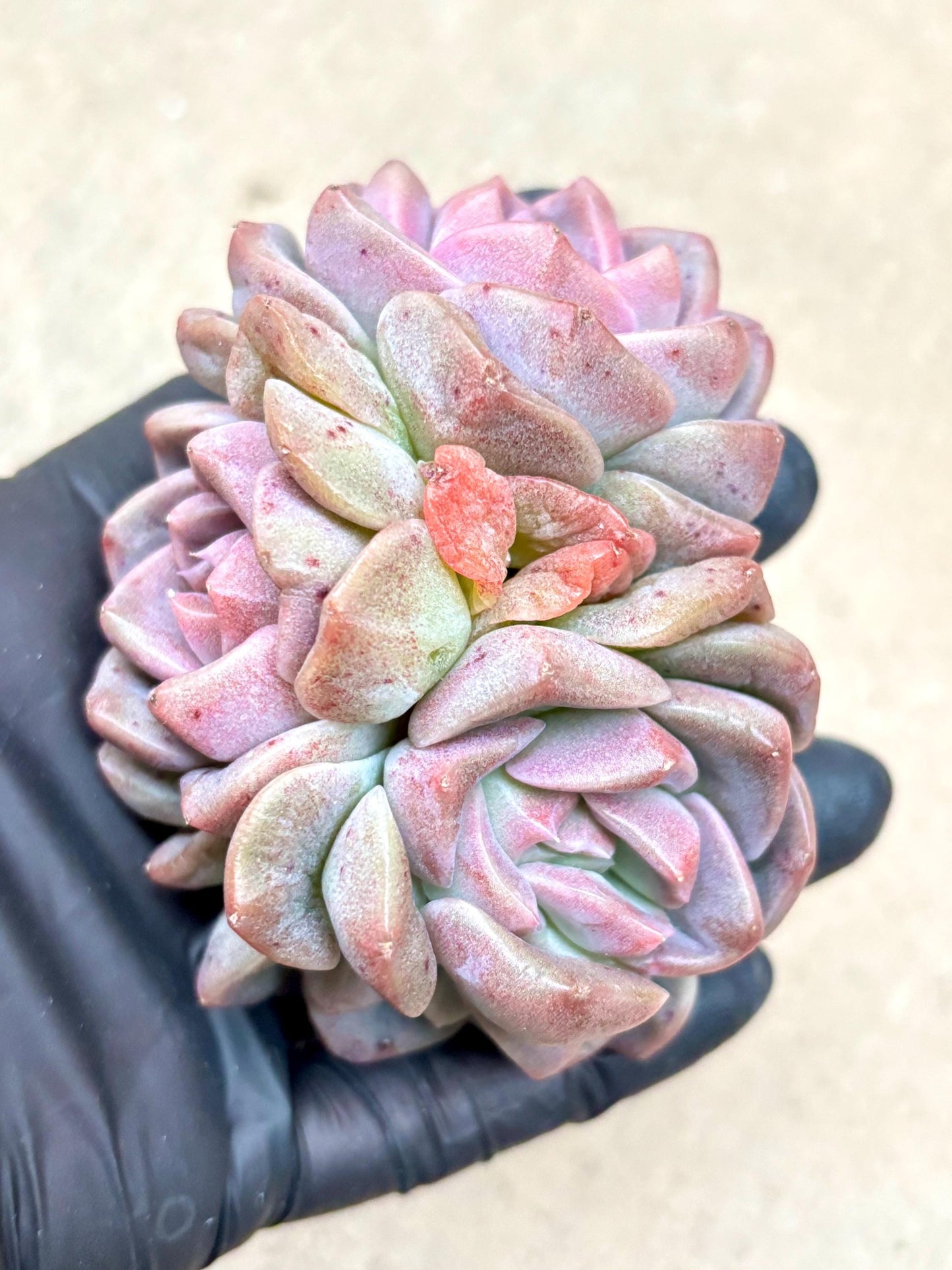 Echeveria Purple Dragon King | Live Succulent Plant | Korean Succulent | Rare Imported Echeveria | Imported Plants