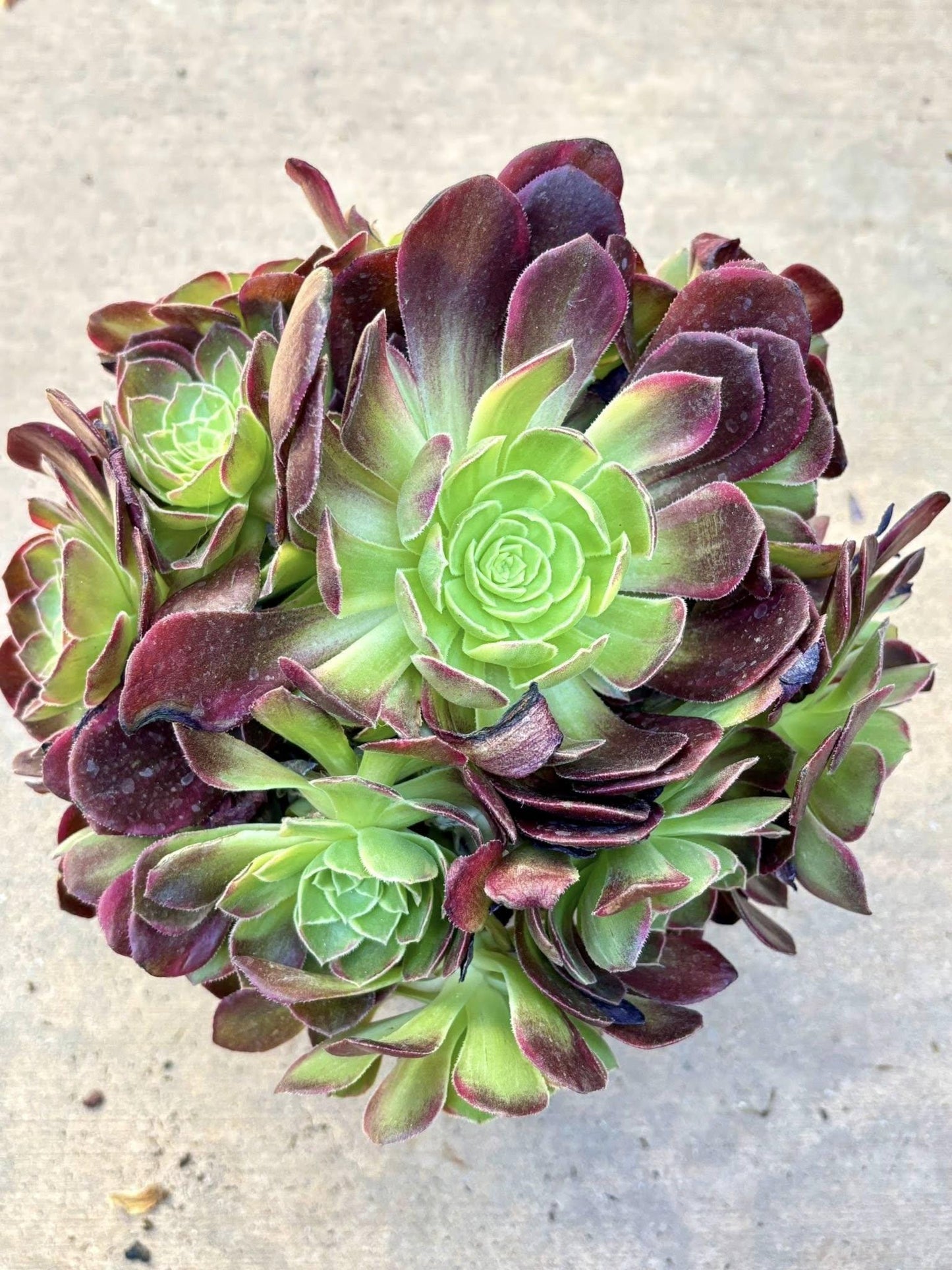 Aeonium Halloween Yellow Variegated | Live Succulent Plant | Rare Imported Aeonium | Imported Plants