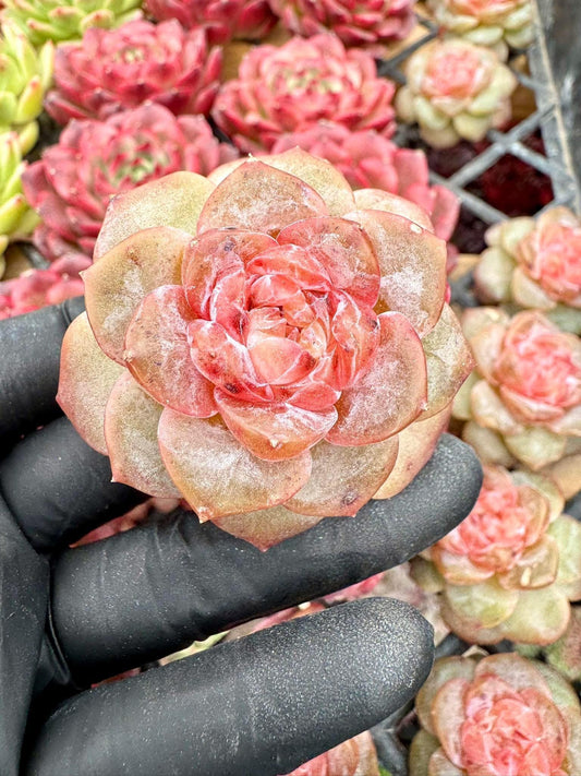 Echeveria Blue Heart | Live Succulent Plant | Korean Succulent | Variegated Echeveria | Imported Plants