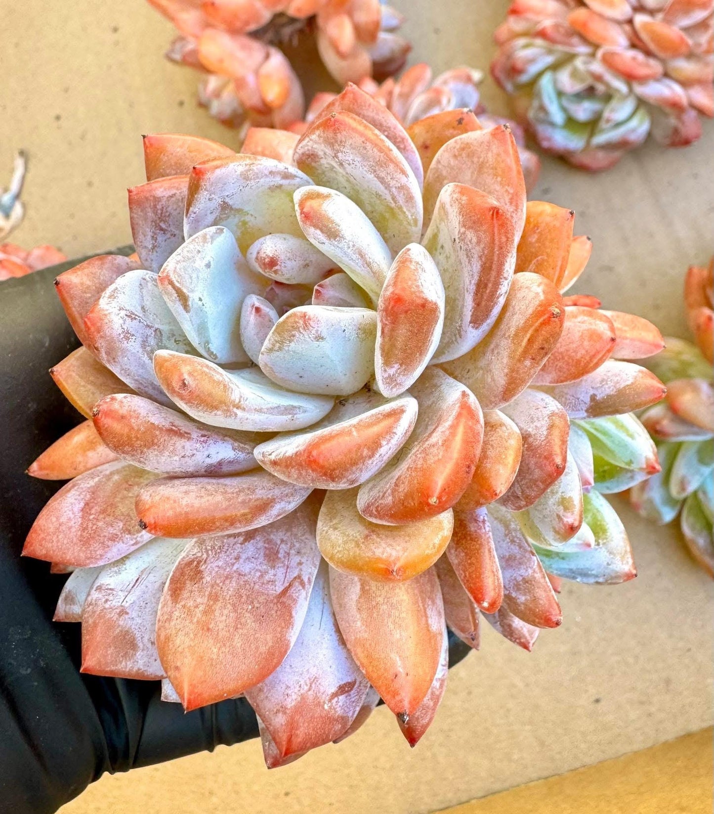 Echeveria Pink Snow Angel: Rare Korean Succulent Plant (~4.5")