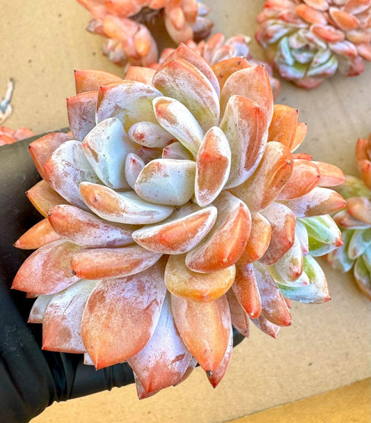 Echeveria Pink Snow Angel: Rare Korean Succulent Plant (~4.5")