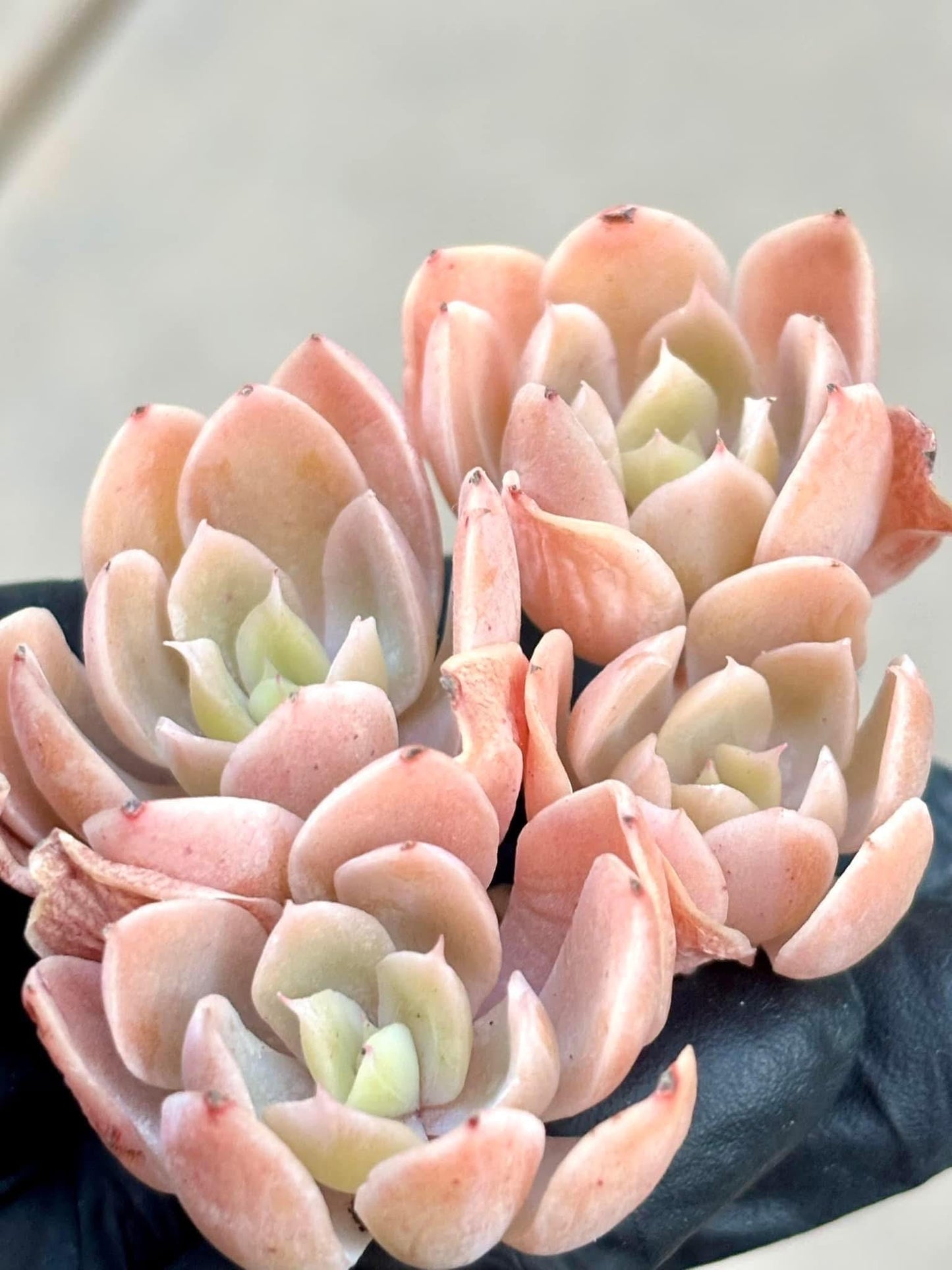 Echeveria Pink Pepe | Live Succulent Plant | Korean Succulent | Rare Imported Echeveria | Imported Plants