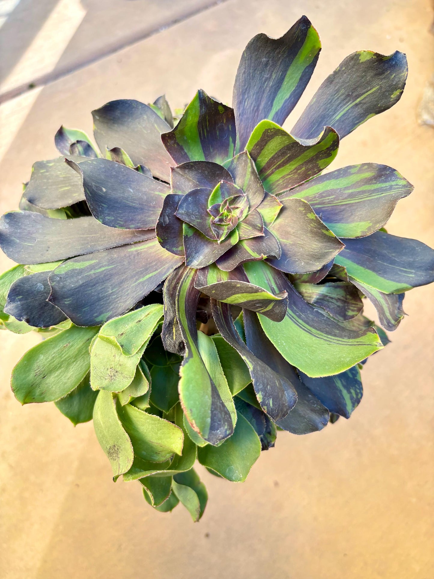 Aeonium Black Voodoo Variegated | Live Succulent Plant | Rare Imported Aeonium | Imported Plants